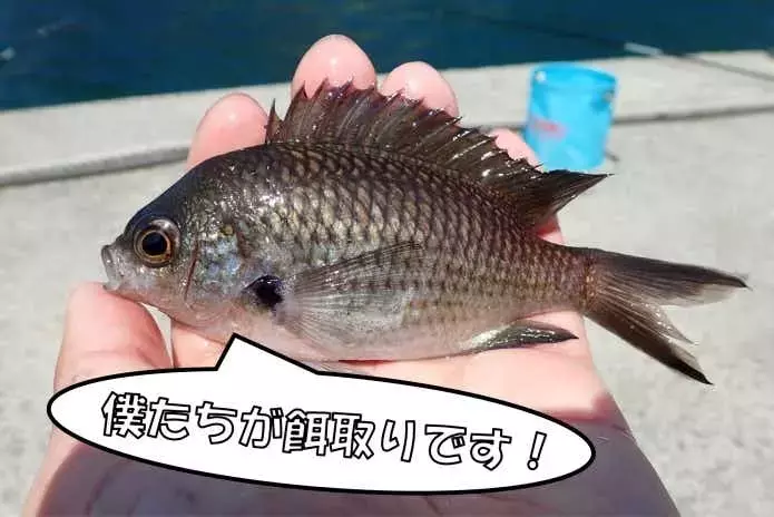 護岸からの大物狙い：糠切り釣りの魅力と実践ガイド