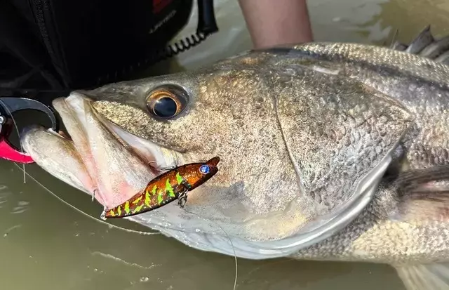 92cmの巨大スズキ、ルアー戦略で釣り上げる