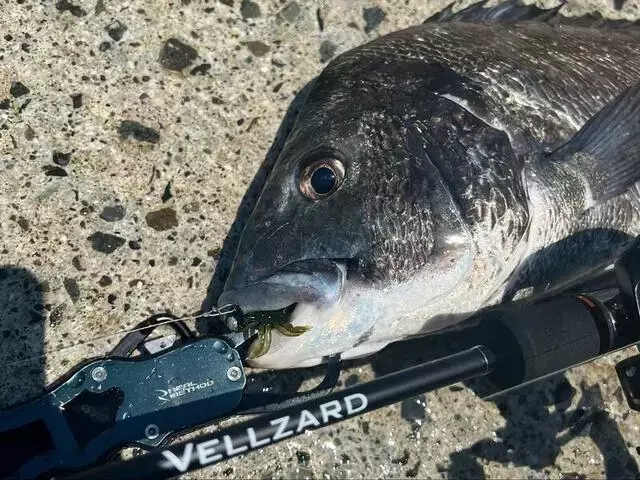 初心者でも楽しめるチニング！河川でのクロダイ釣りの魅力とテクニック
