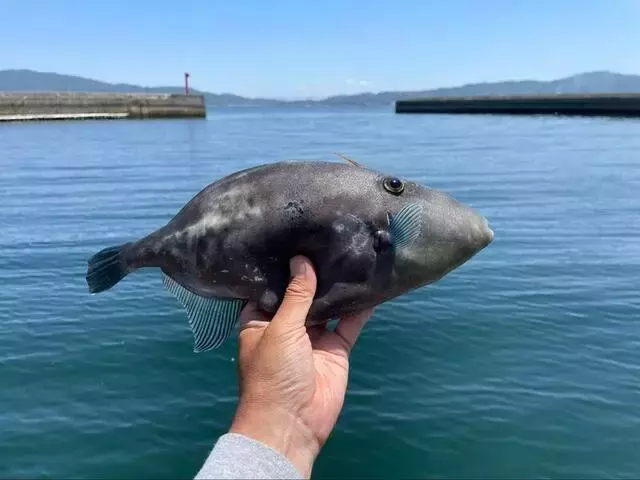 釣り場での予期せぬ出会い：サビキ釣りで高級魚ウマヅラハギを釣り上げる秘訣