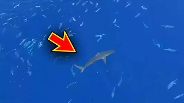沖縄ユーチューバーが遭遇した驚異のサメ体験：自然との共存を求めて
