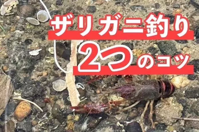 ザリガニ釣り完全ガイド：合法性、最適な時期、場所、そして飼育のヒント