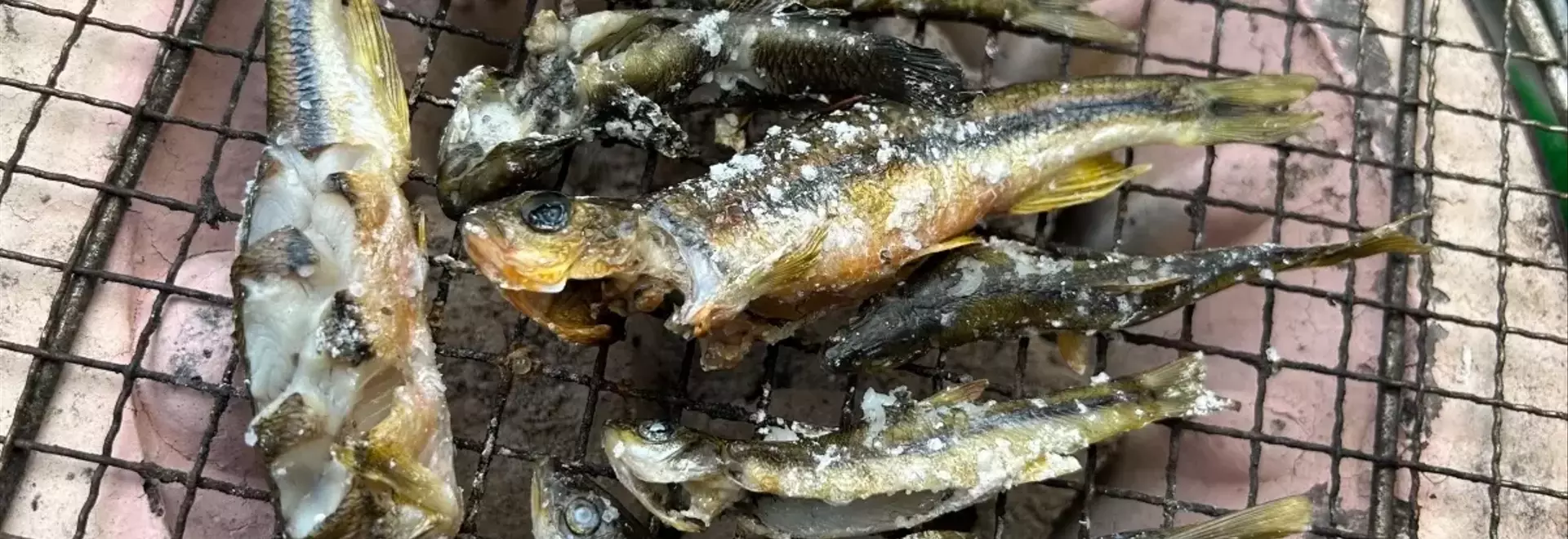 「雑魚」と侮るなかれ！身近な川の小魚たちの知られざる魅力と美味な食べ方