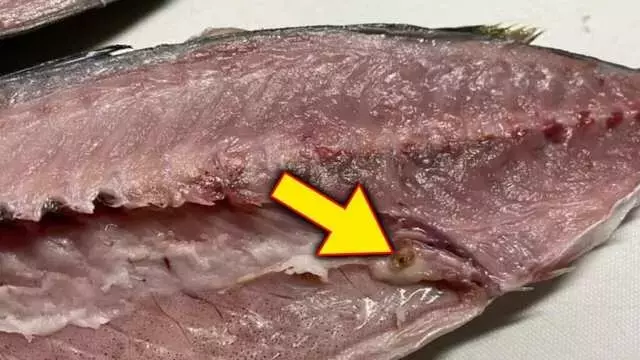 アニサキス対策の新たな光：ブラックライトと専門アイテムで食の安全を守る
