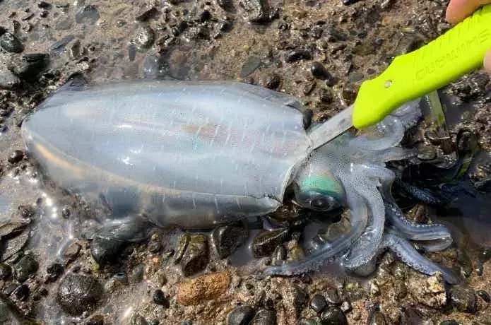 釣ったイカを最高に美味しく持ち帰る究極ガイド：締め方から鮮度保持まで