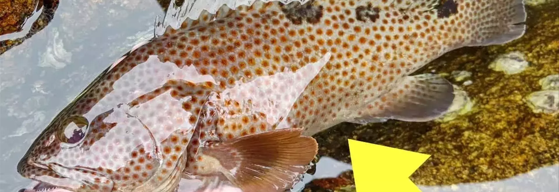 釣り人の知識が試される！ハタ科魚種識別チャレンジ