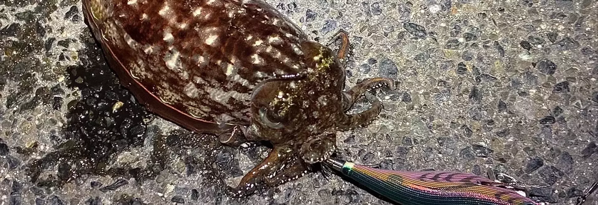 手釣りイカで絶品塩辛体験！釣り人の食卓を豊かにする秘訣