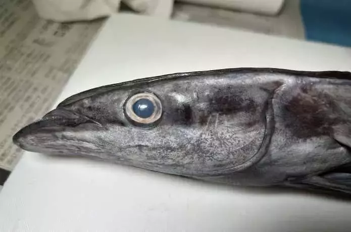 見過ごされがちな魚の目玉、実は美食の宝庫だった！
