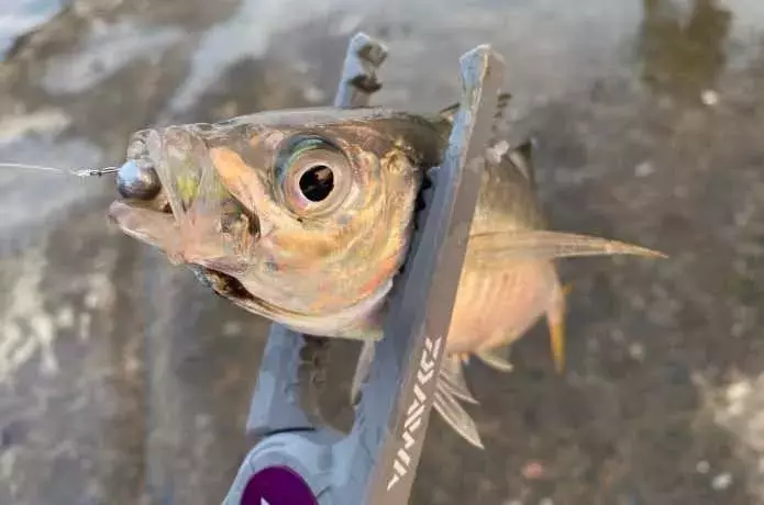 釣りにおける魚掴みの重要性とその選び方：安全で快適な釣りのためのガイド