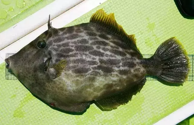 大型カワハギを狙う：久比里港での釣りの魅力と専門的なアプローチ