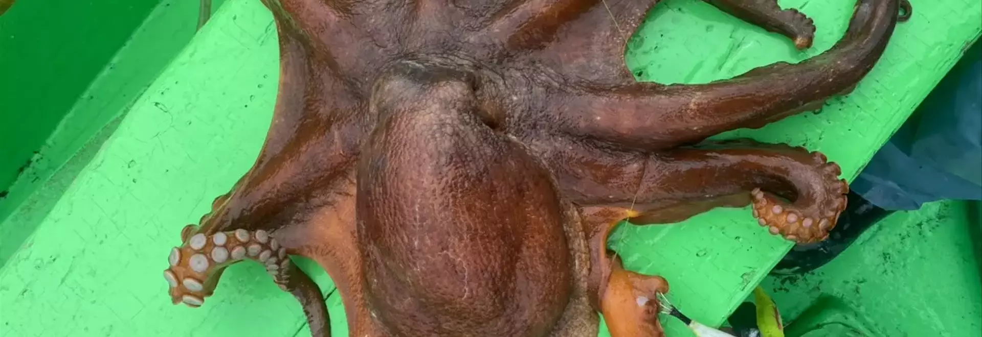 船タコ釣果向上！船長が指南する避けるべき5つの行動