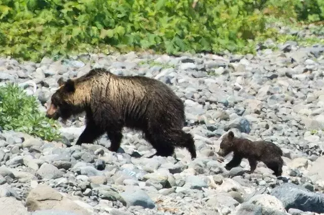 登山道の安全対策とクマ出没情報：羅臼岳再開と奥多摩・飯豊連峰の現状