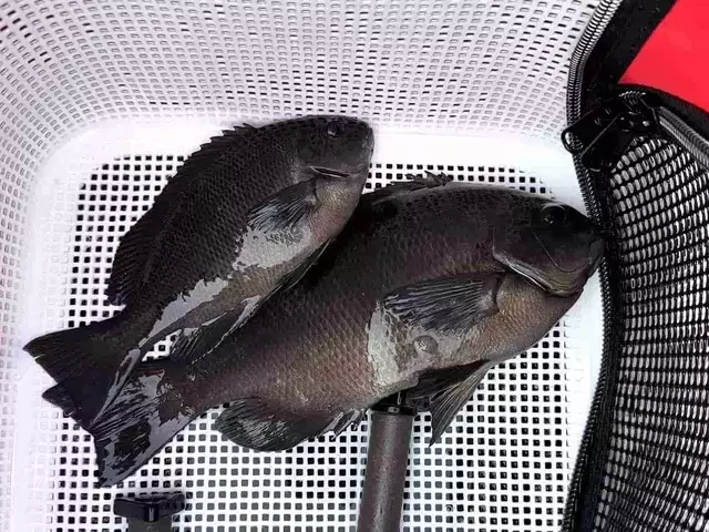 若手釣り師が挑む磯釣り選手権U-35大会