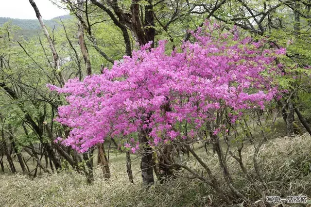 赤城山ツツジの魅力を科学的に解明：厳しい環境での生育戦略と毒の秘密