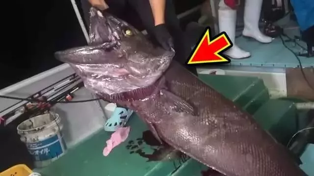 深海の巨大魚「インガンダルマ」との死闘！ハイサイ探偵団の挑戦