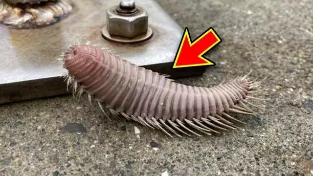 夏のレジャーを安全に楽しむ！海辺の危険な生き物たち