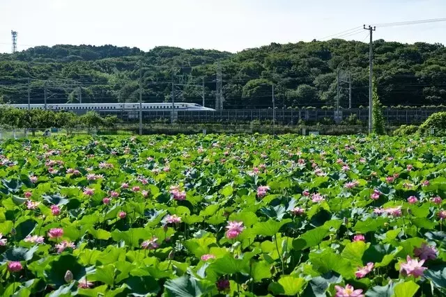 ドクターイエローとハスの競演：最後の夏を彩る自然と鉄道のハーモニー
