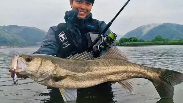 夏の日中河川におけるシーバス攻略法：シャローと回遊魚の釣り方