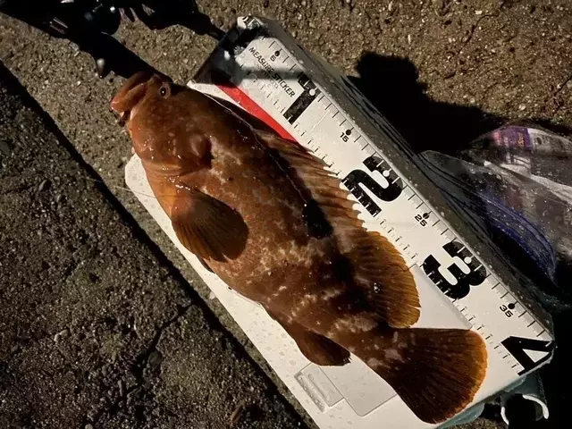瀬戸内海におけるキジハタ釣りの完全ガイド：旬の時期、狙い方、そして秘訣