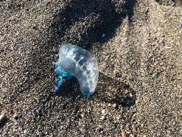 海水浴での思わぬ危険：美しさに潜む落とし穴