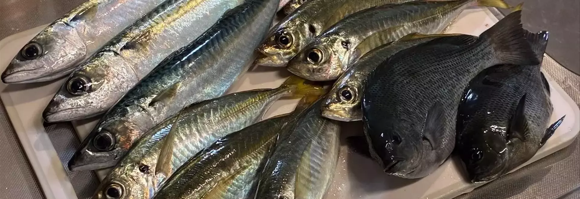 初心者でも大漁！フカセカゴ釣りで一日中釣れ続いた秘訣