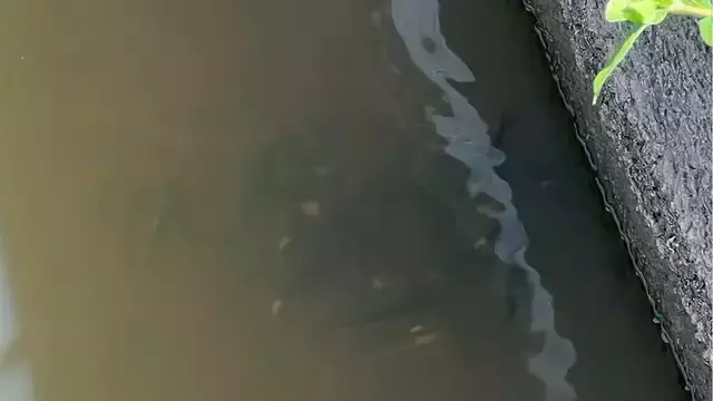 霞ヶ浦水系におけるバス釣り戦略：カビボラの出現がルアー選択に与える影響