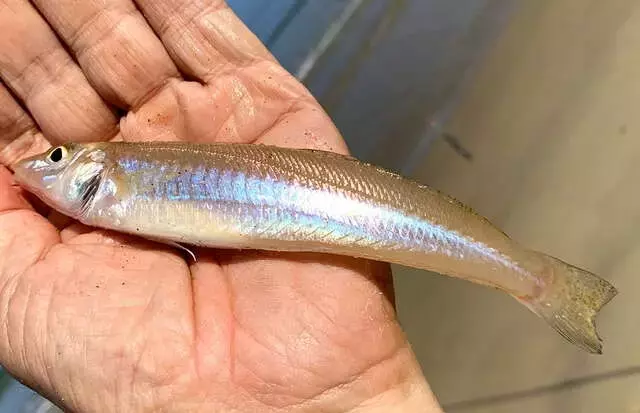 玄界灘でのシロギス釣り：広大な海での解放感と釣りの醍醐味