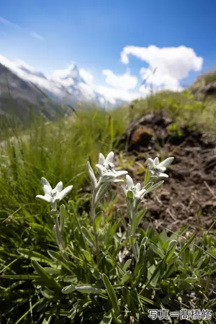 エーデルワイスの秘密：世界と日本の高山植物の進化の物語