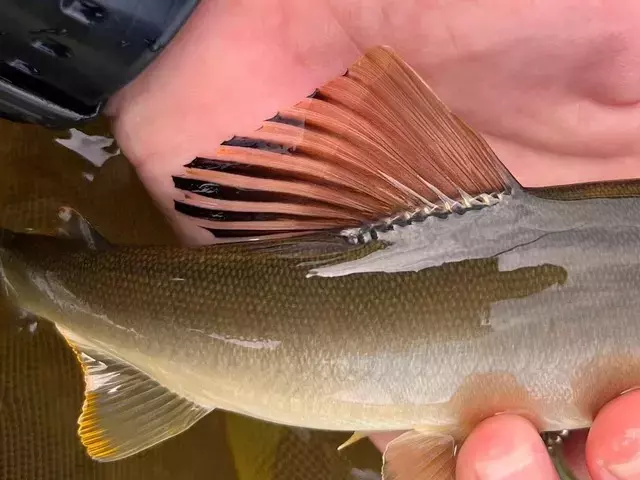 富山県井田川での鮎釣り、渇水下の驚異的な釣果