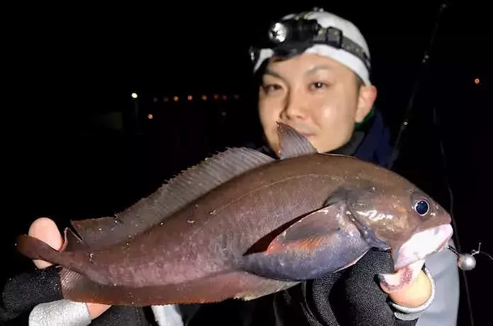 ドンコ（エゾイソアイナメ）の全貌：釣り方、捌き方、絶品料理まで徹底解説