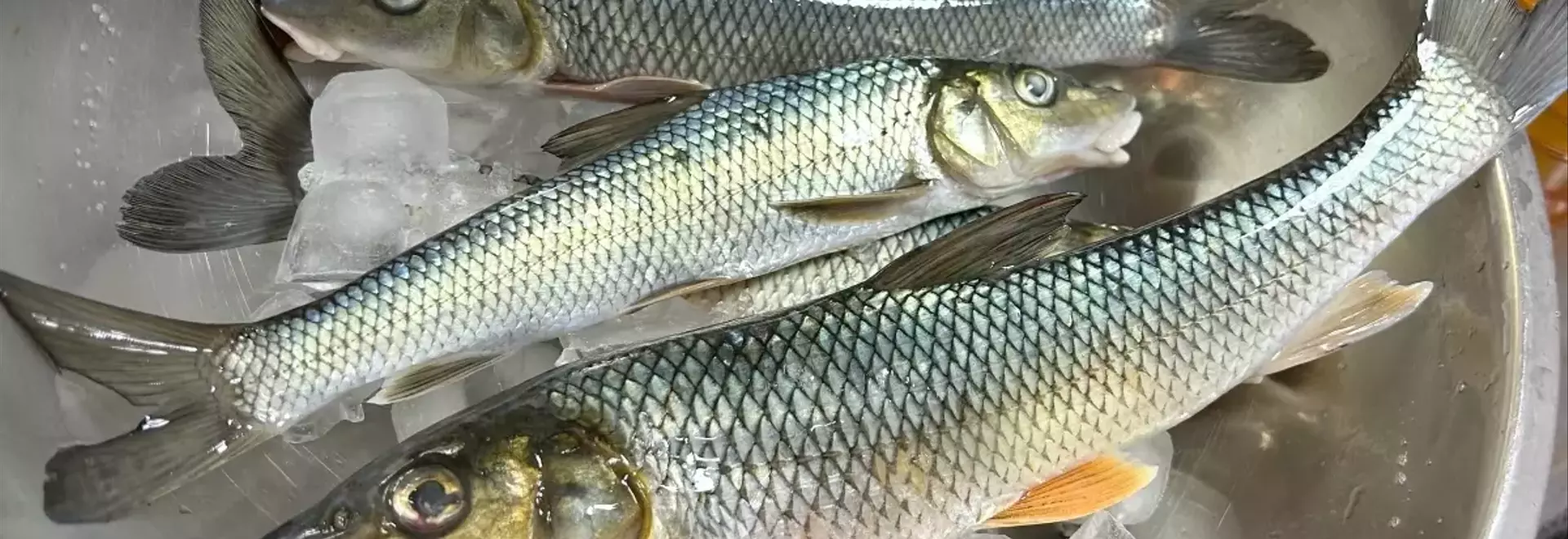 ニゴイの隠された魅力を探る：釣りの場所と調理法で変わる評価