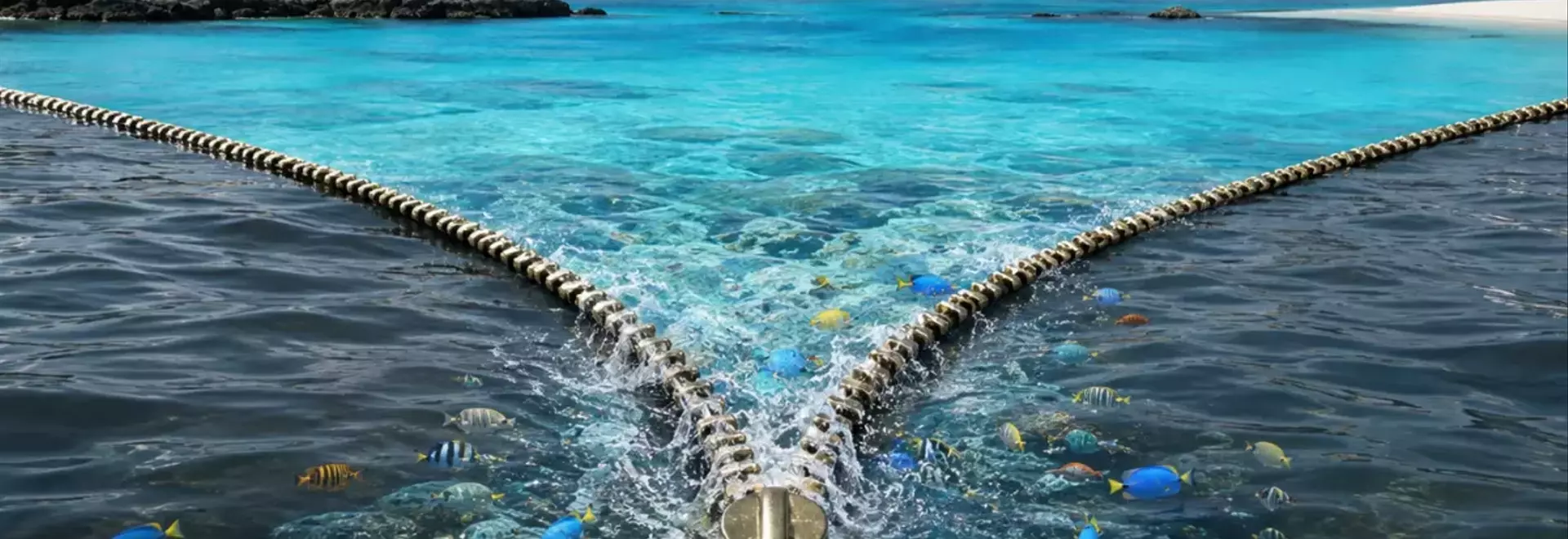 関東の海で増加する南方系魚種と環境変化：海の“南国化”がもたらす影響と警鐘