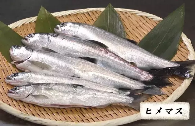 幻のヒメマスを求めて芦ノ湖へ！釣りから料理まで堪能する究極の美食体験