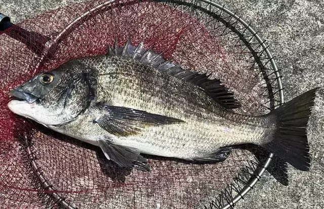 錦江湾奥チヌ釣り：戦略と成果