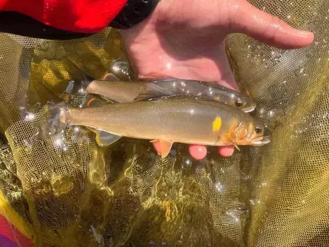 庄川での鮎釣り体験：夏の風物詩と釣りの醍醐味