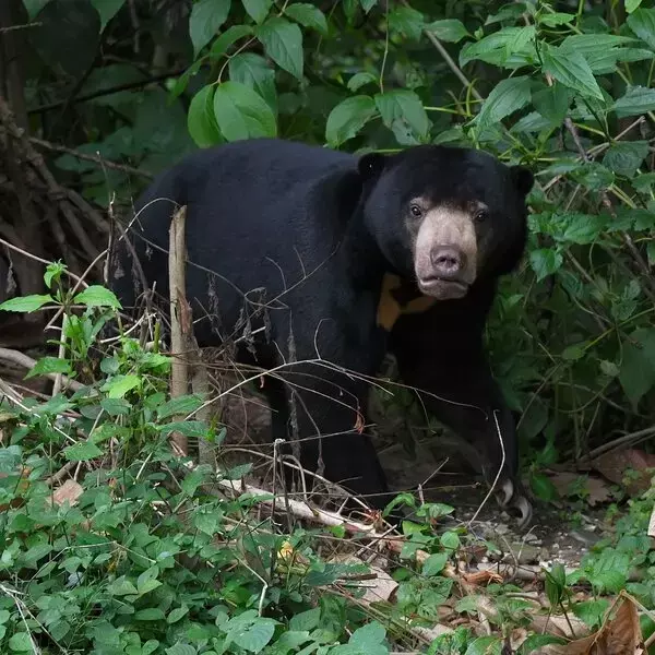 登山者の安全を守るクマ目撃アラート：YAMAPの新機能で事故を未然に防ぐ
