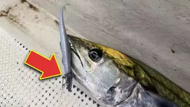 牙魚対策に特化した革新的ジグヘッド！バークレイ『ガルプ！ダートジグヘッド』の実力