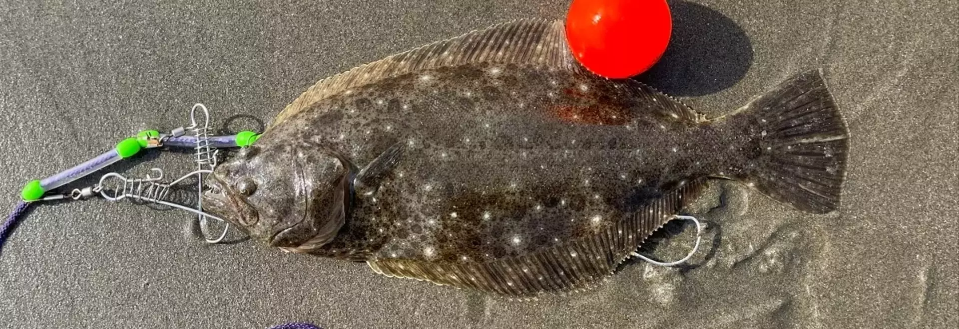 高級魚ヒラメ、多様な調理法でその魅力を最大限に引き出す