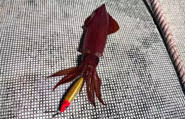夏の夜の海へ！イカメタルで狙うアカイカ釣り初挑戦記