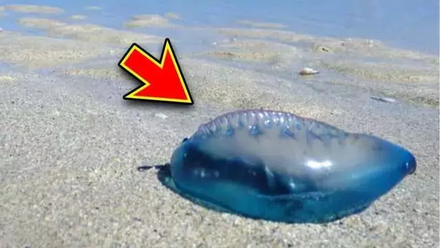 夏の海水浴：危険なクラゲ「カツオノエボシ」に注意