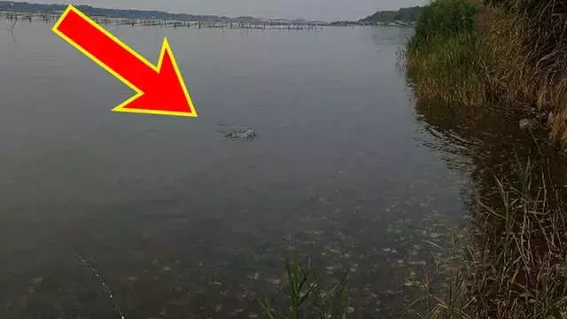 浜名湖チヌトップゲームの魅力：夏の水面爆発を攻略する