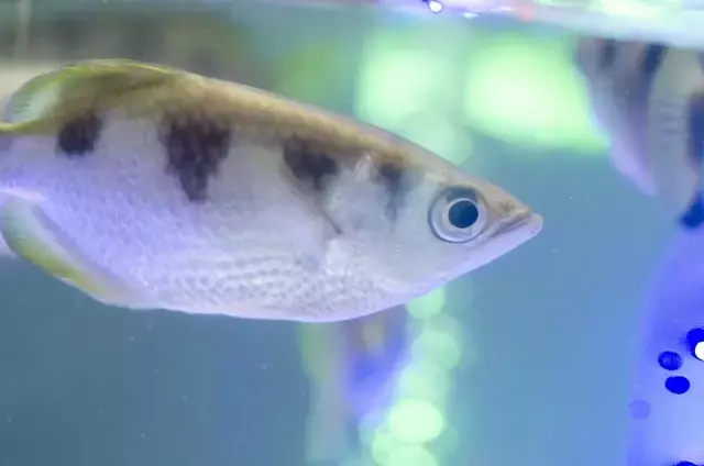 魚の顔認識能力：科学が明かす驚きの事実
