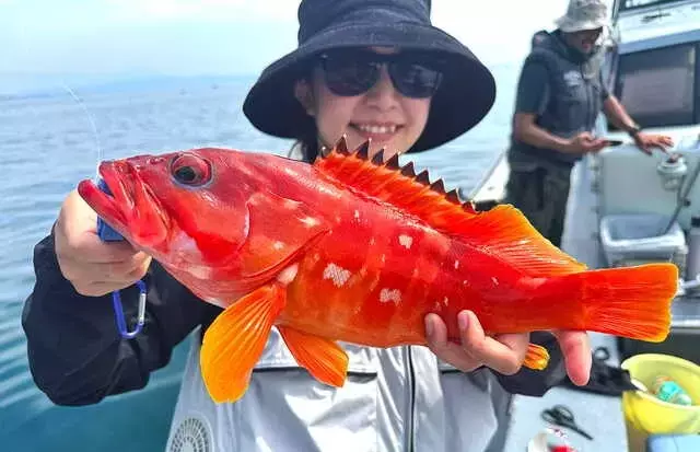 相模湾アカハタ釣り探訪：近場で味わう豊かな釣果の魅力