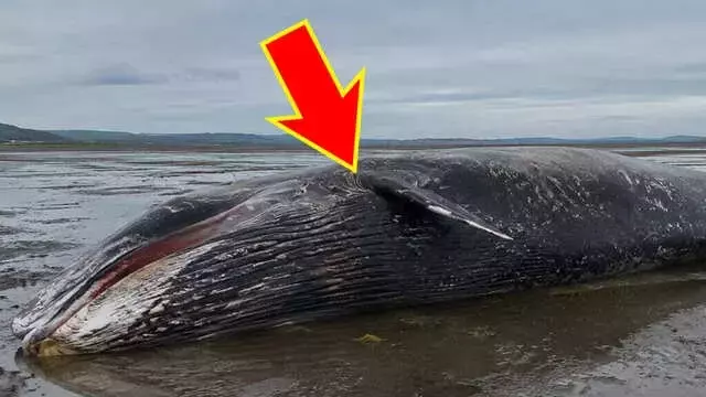 座礁クジラの謎を解き明かす：海岸に打ち上げられる巨大生物の背後に潜む多面的な要因