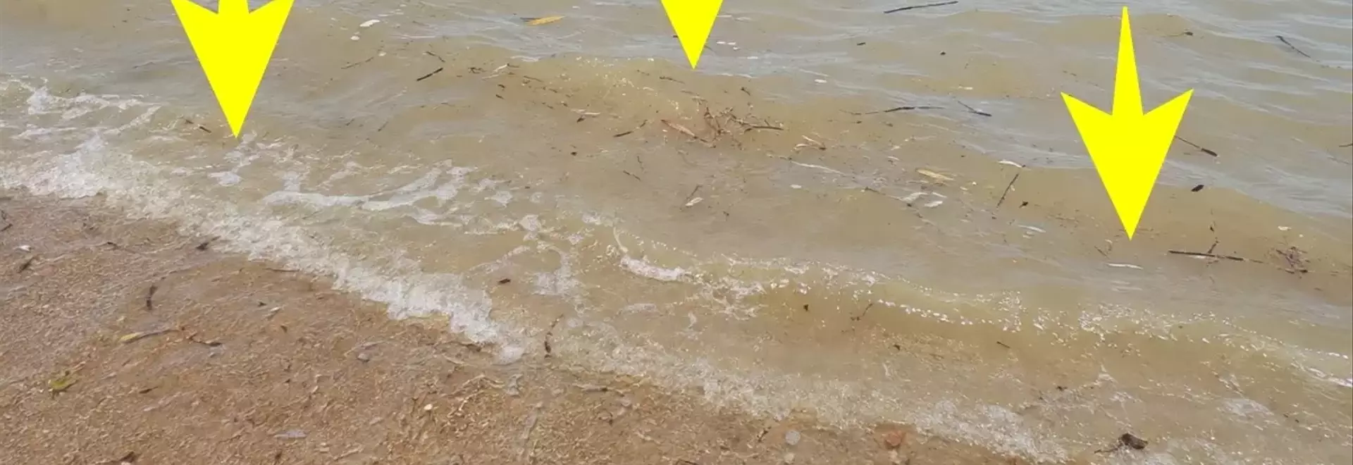 海水浴で遭遇する「チンクイ」の脅威：その正体、予防、そして効果的な対処法