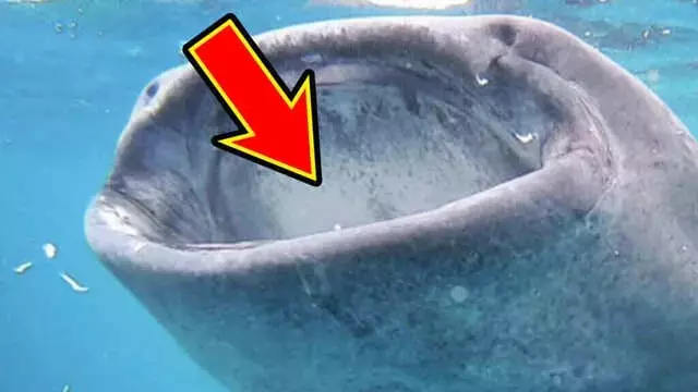 ジンベエザメとホホジロザメ：海の巨獣たちの生態と違い