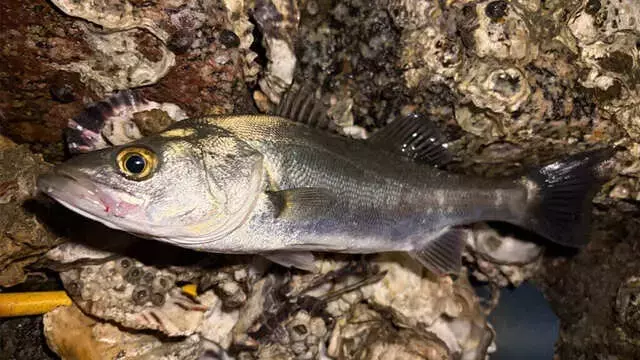 浜名湖ナイトゲームの醍醐味：多様な魚種との出会い