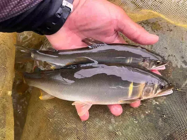 高原川での巨大アユ釣り：厳しい状況下での挑戦と成功