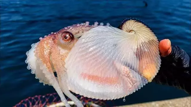 珍しい海洋生物との出会い：釣り中に現れた謎の生物の正体とは