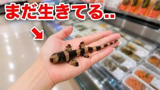 スーパーの卵からサメの赤ちゃんを育てるYouTuberの挑戦